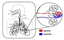 Gas Exchange | Anatomy and Physiology II