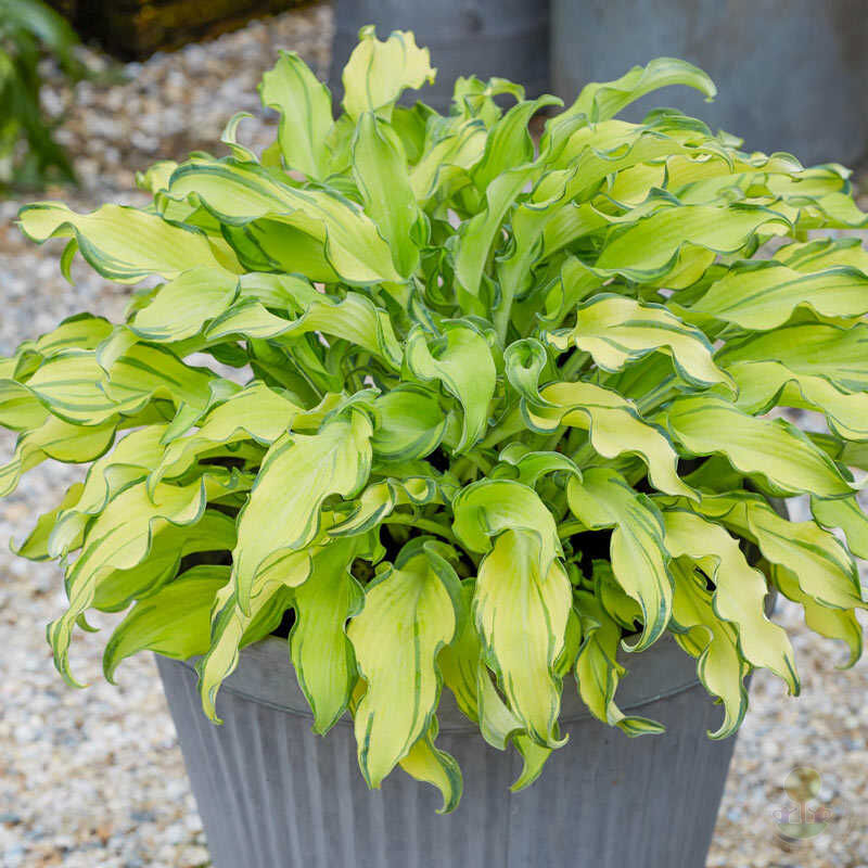 Hosta 'Ripple Effect' - Sienna Hosta