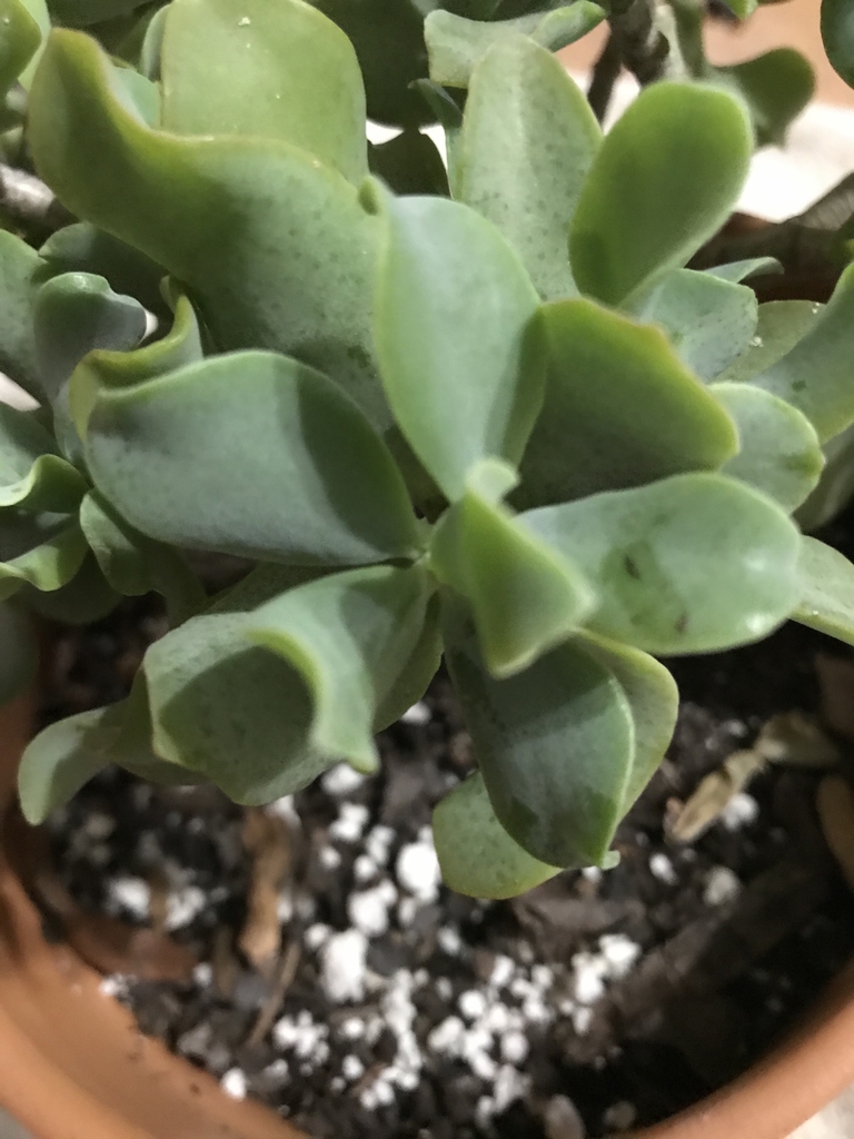 Crassula arborescens undulatifolia 'Ripple Jade'