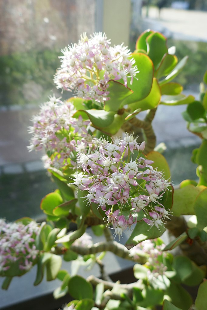 Ripple Jade Plant Care: Water, Light, Nutrients | Greg App 🌱