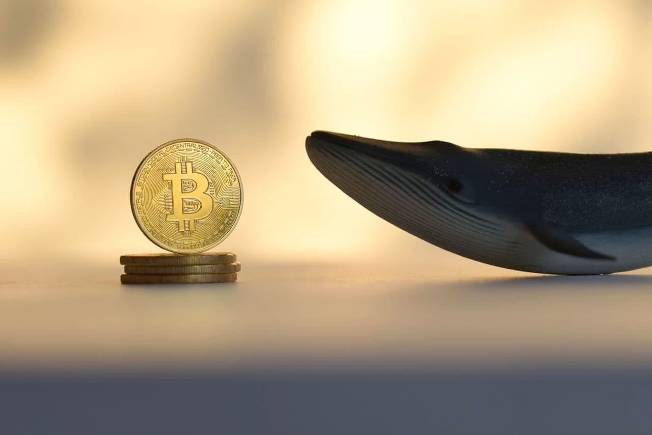 0xWhale (WHALE) Price Prediction for - - - - BitScreener