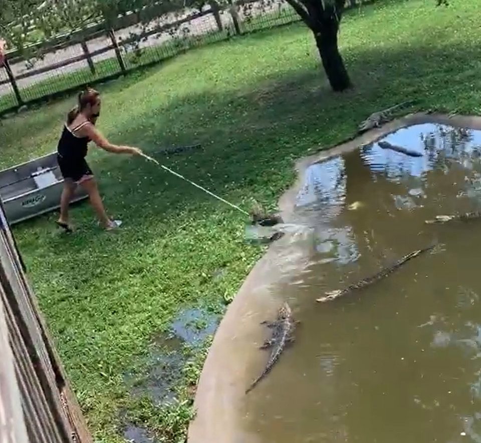 Video: Mother enters gator pit with son to retrieve her wallet | Daily Mail Online