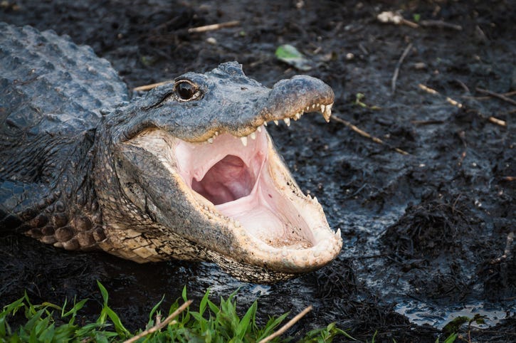 Woman Under Investigation For Climbing Into Gator Pit at Safari North